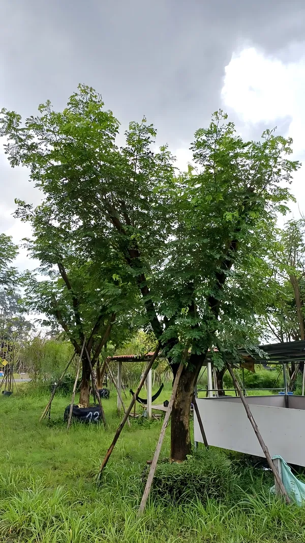 Albizia Saman