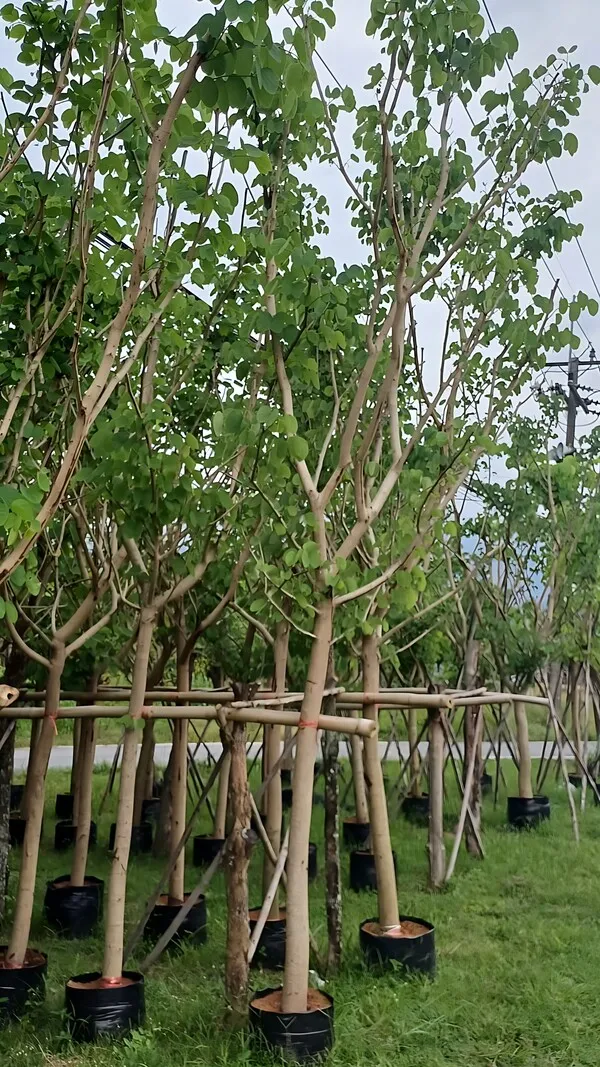 Bauhinia purpurea