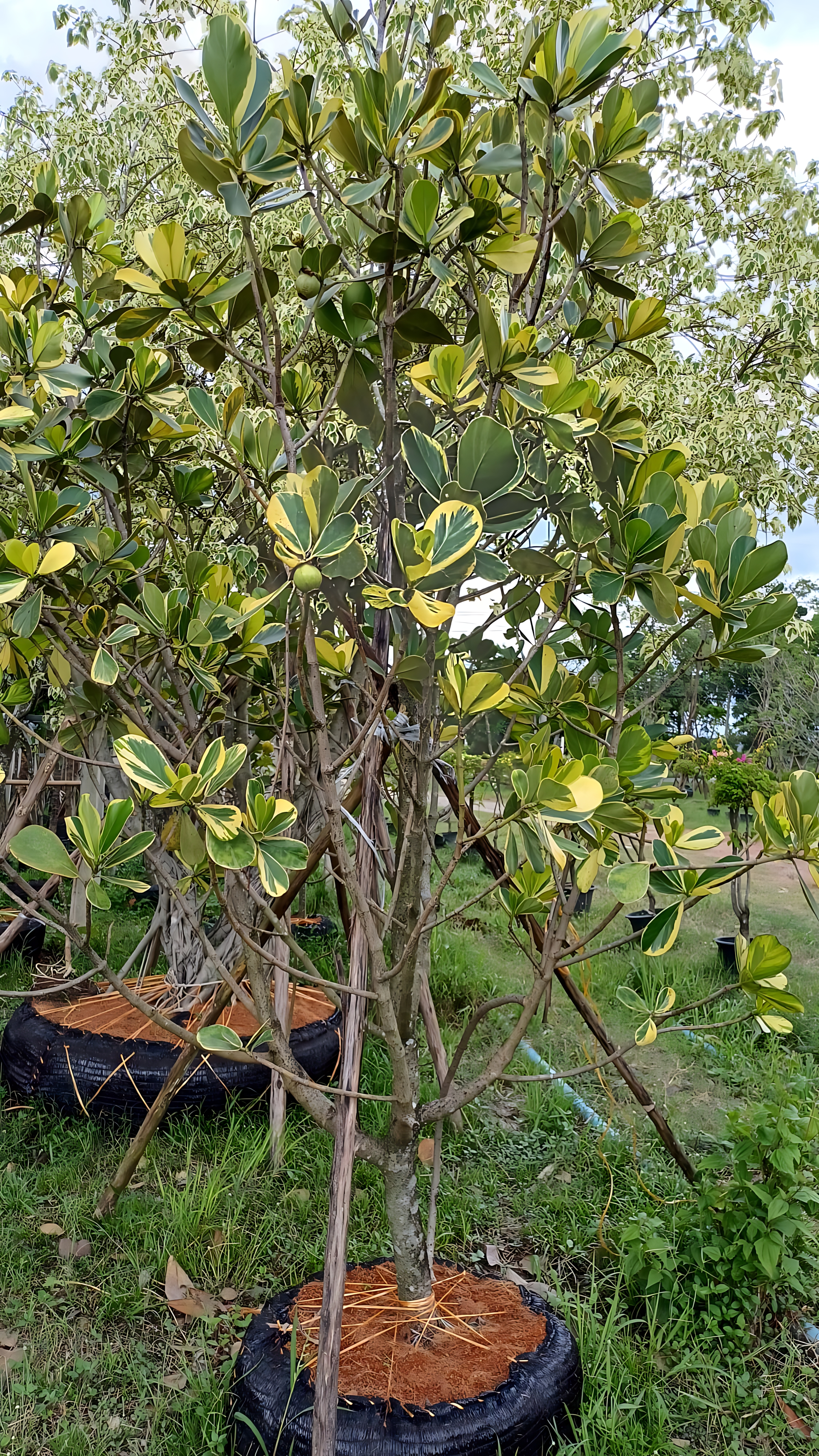 Clusia major