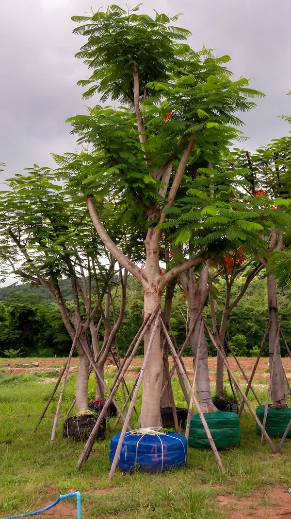 Delonix regia