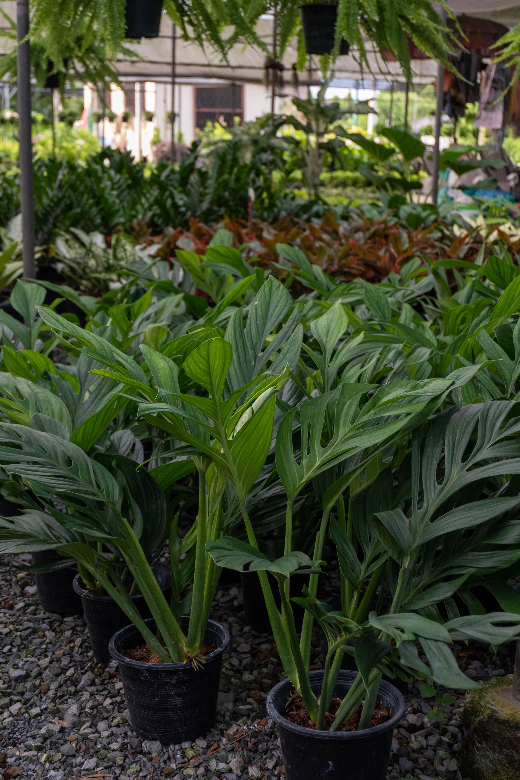 Monstera obliqua