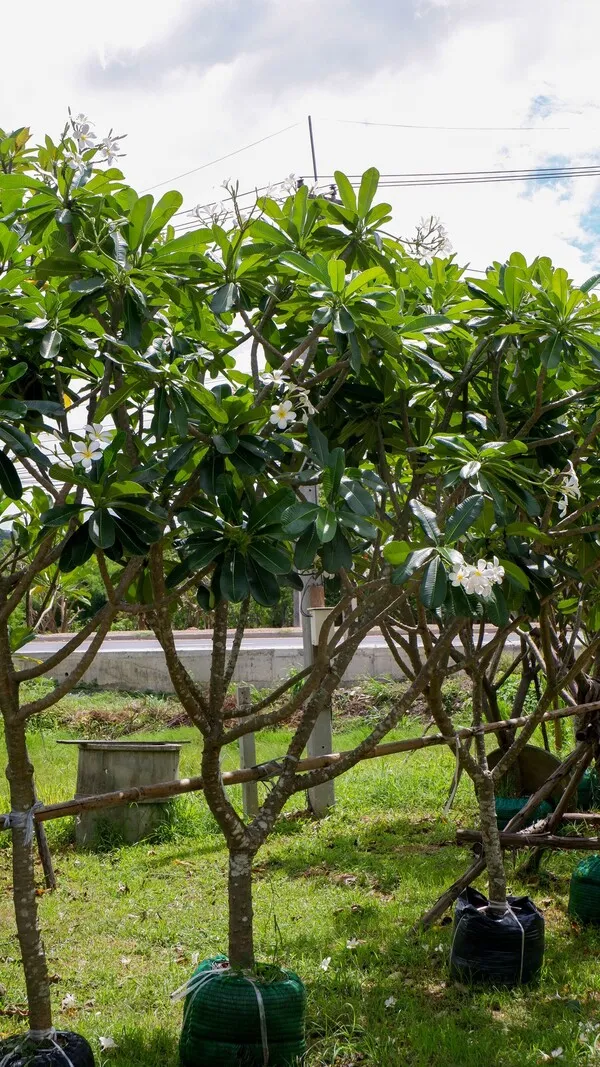Plumeria obtusa