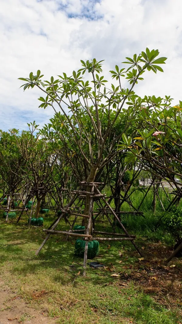 Plumeria rubra