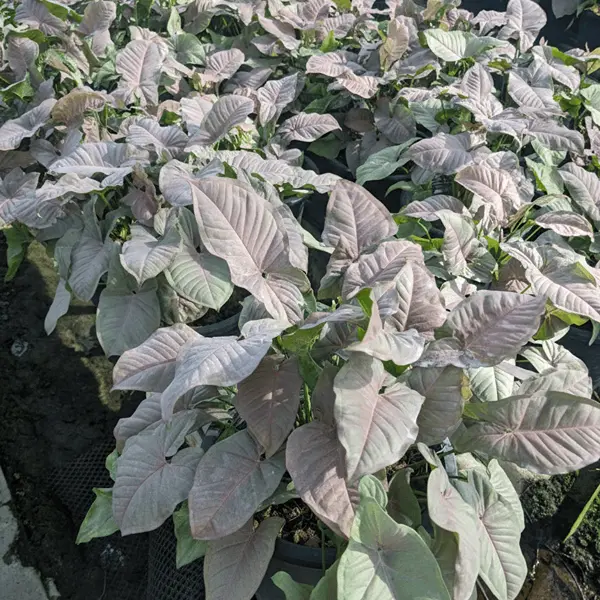 Syngonium Pink