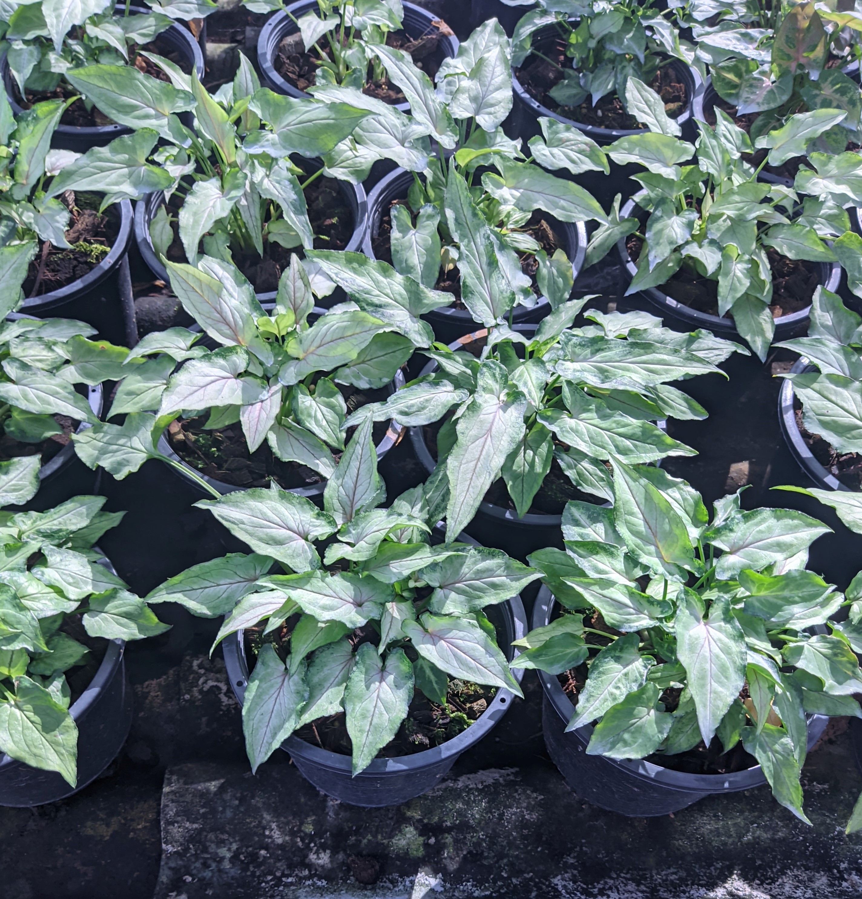 Syngonium sp.