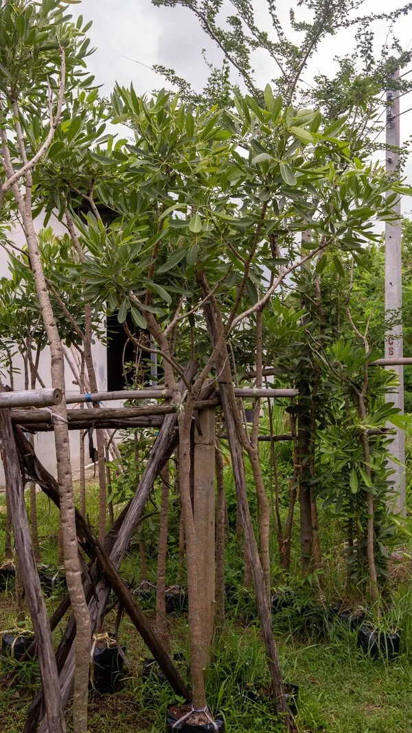 Tabebuia argentea