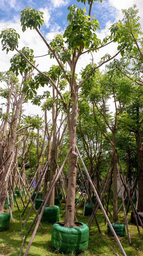 Tabebuia rosea