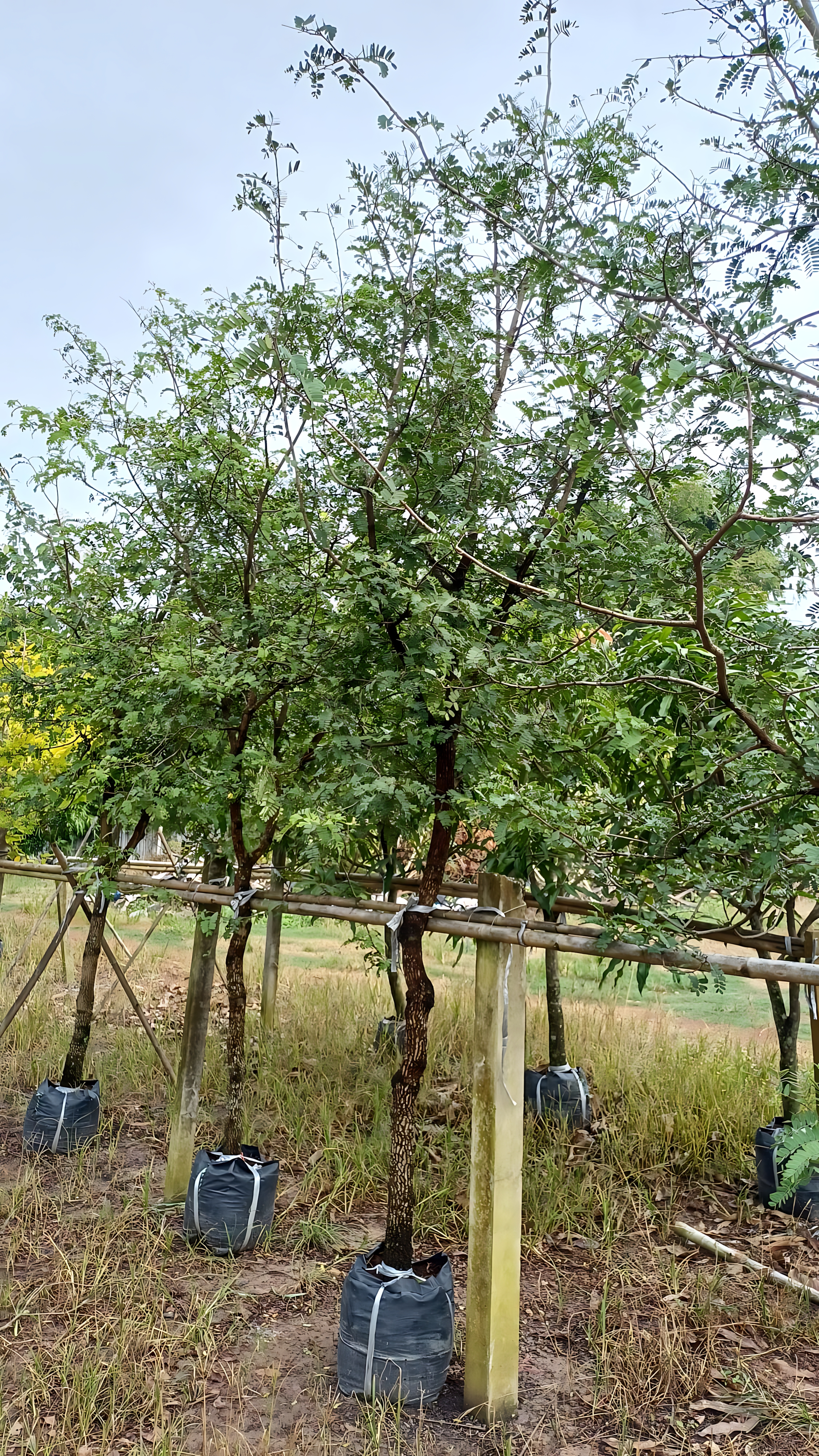 Tamarindus indica
