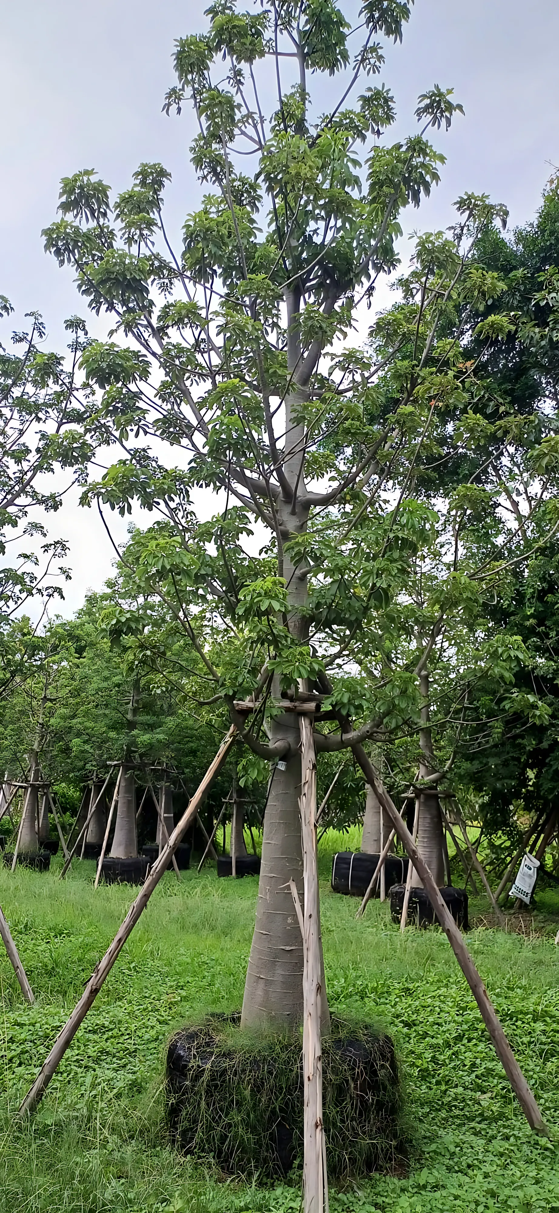 Adansonia digitata