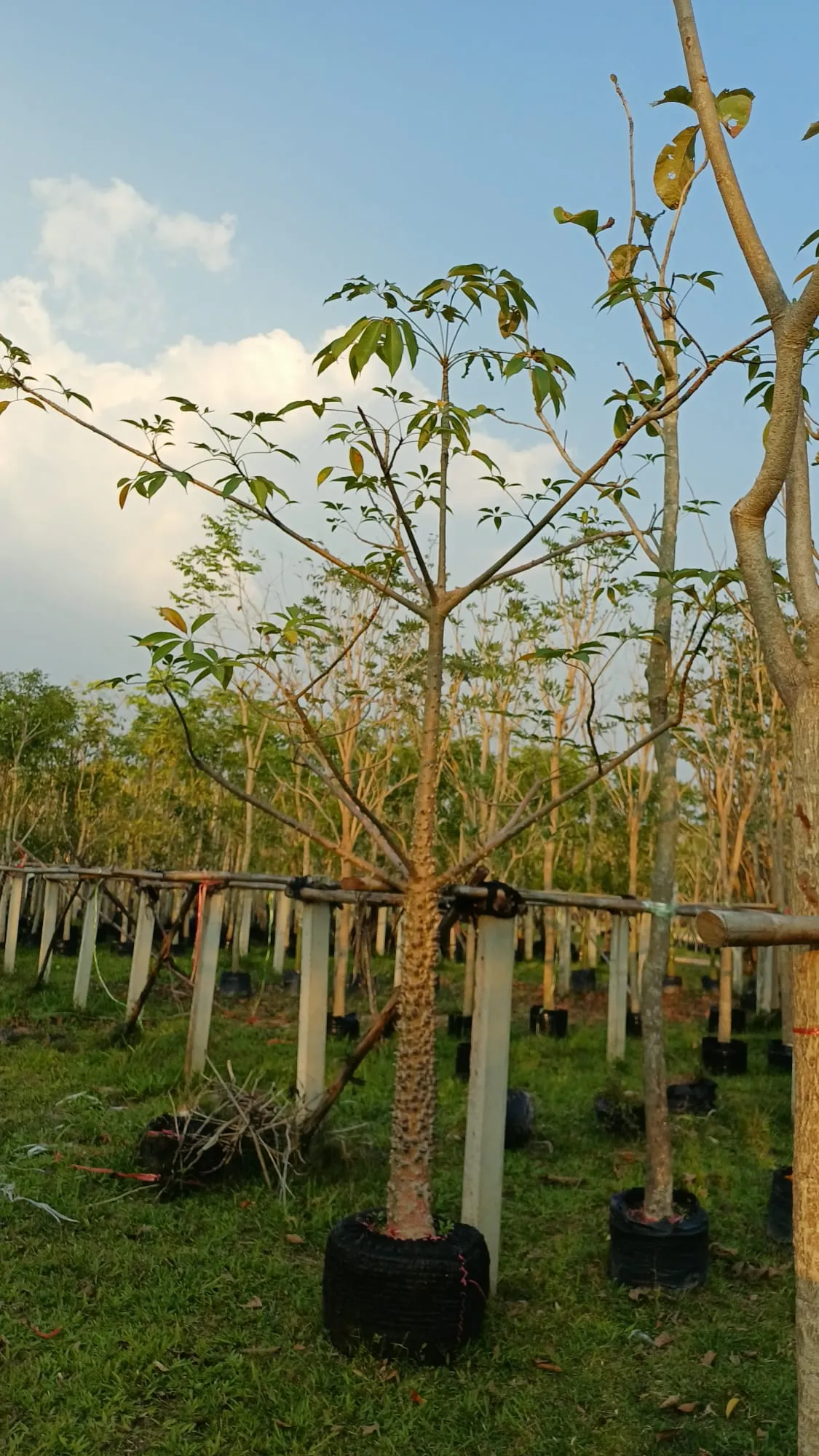 Bombax ceiba