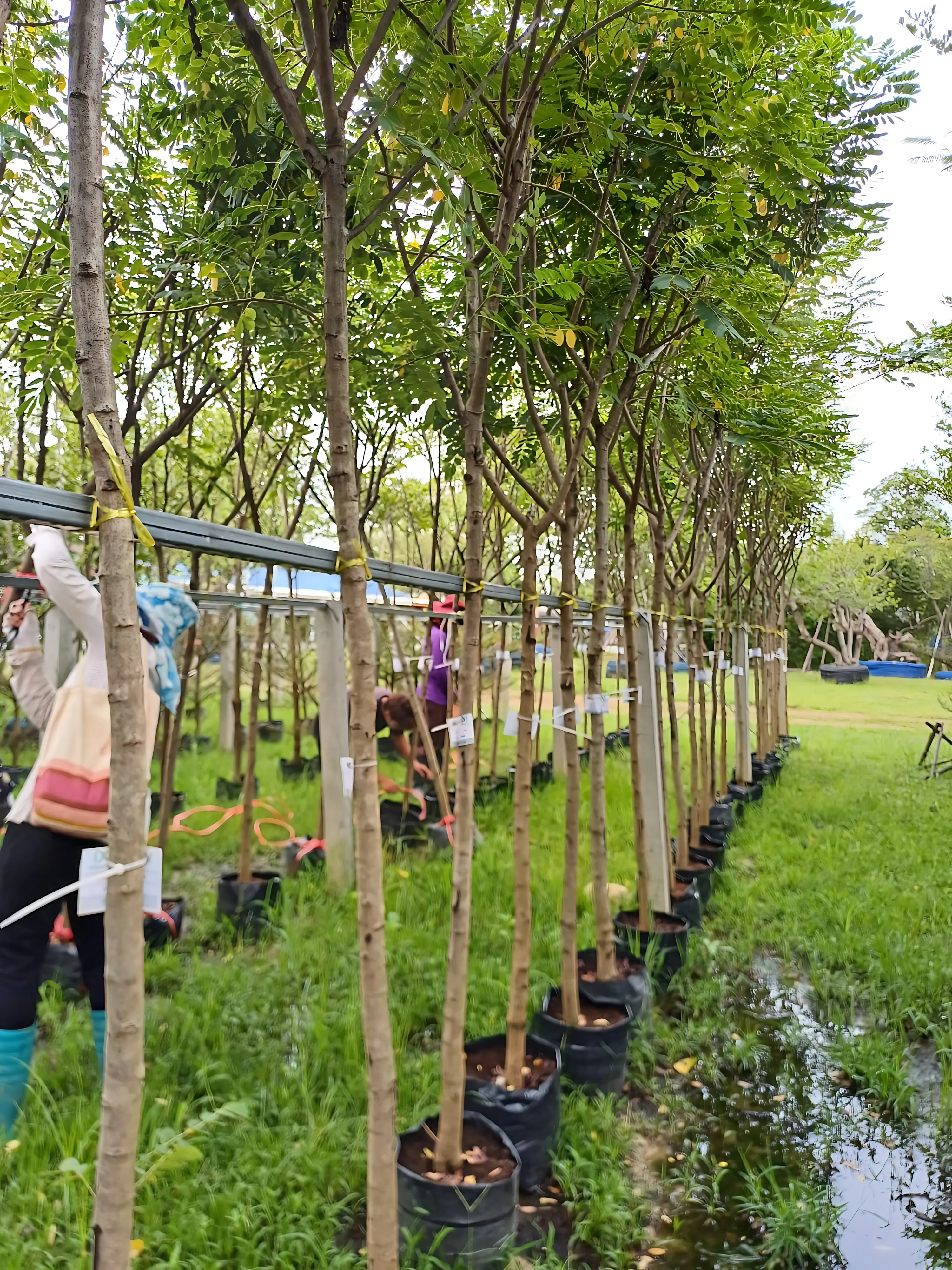 Cassia Glauca