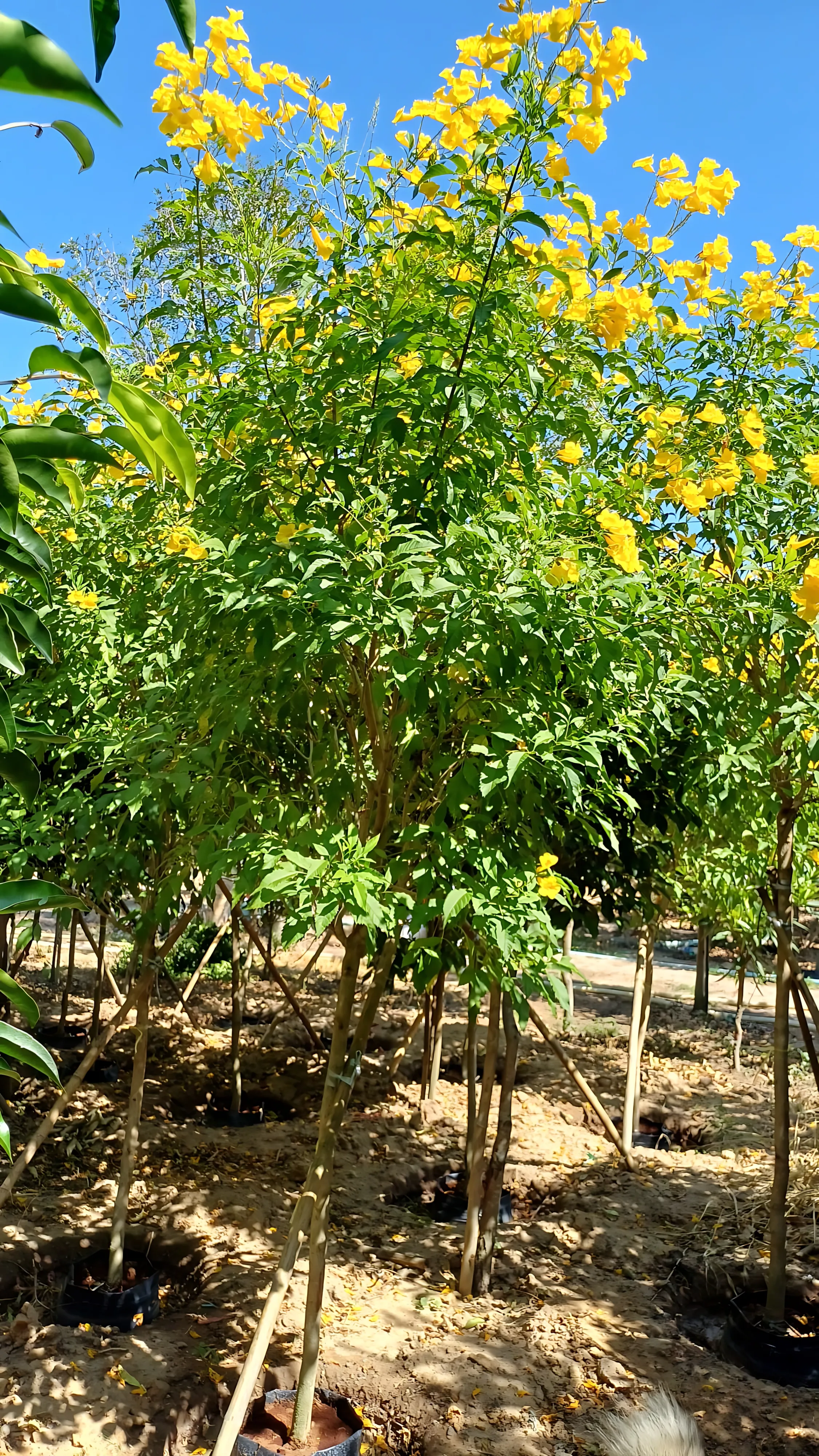 Tecoma stans