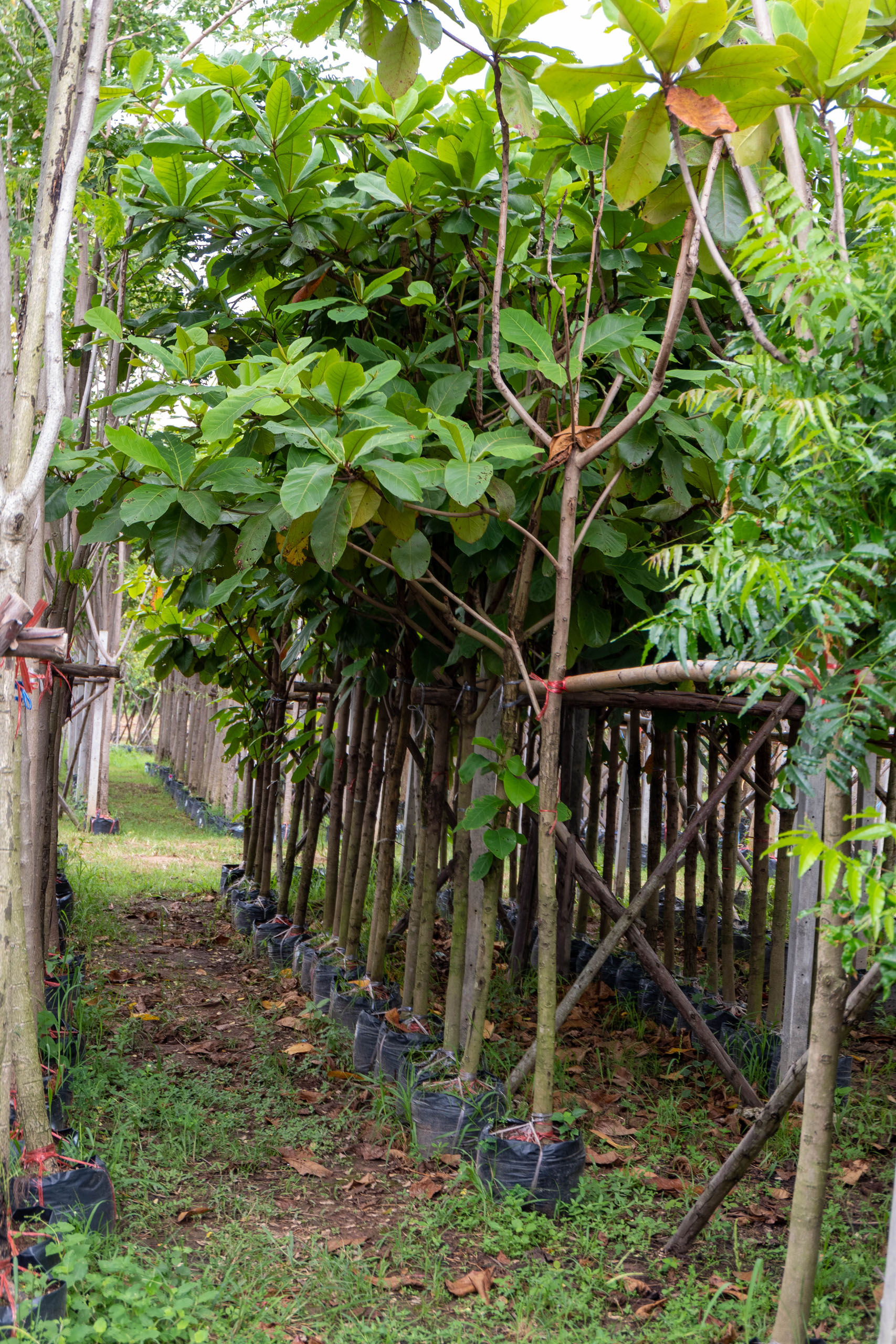 Terminalia catappa