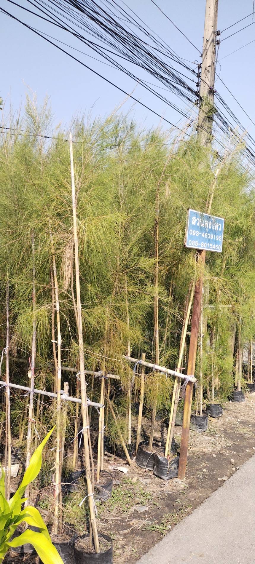 Casuarina junghuhniana