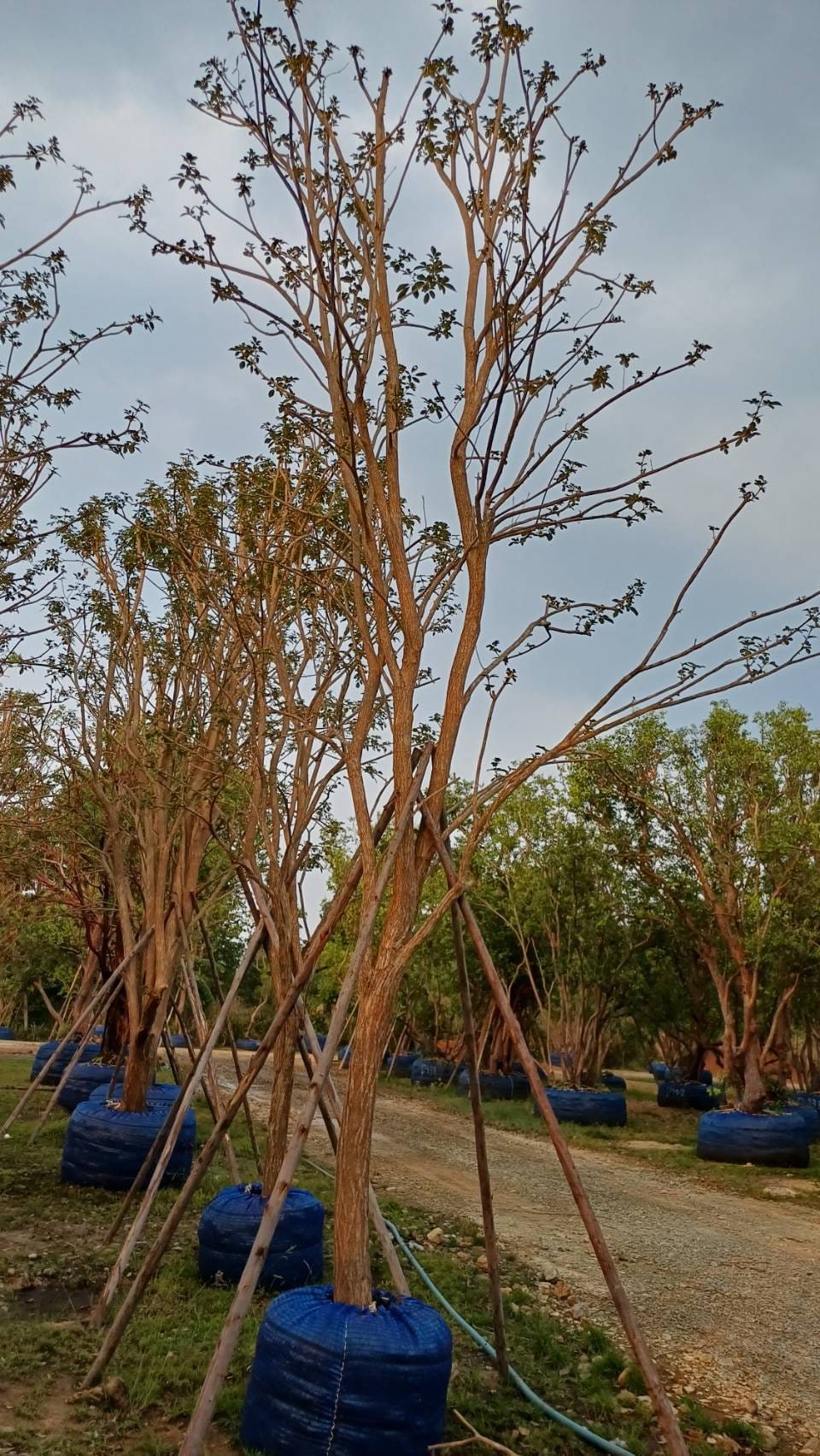 Tabebuia chrysotricha