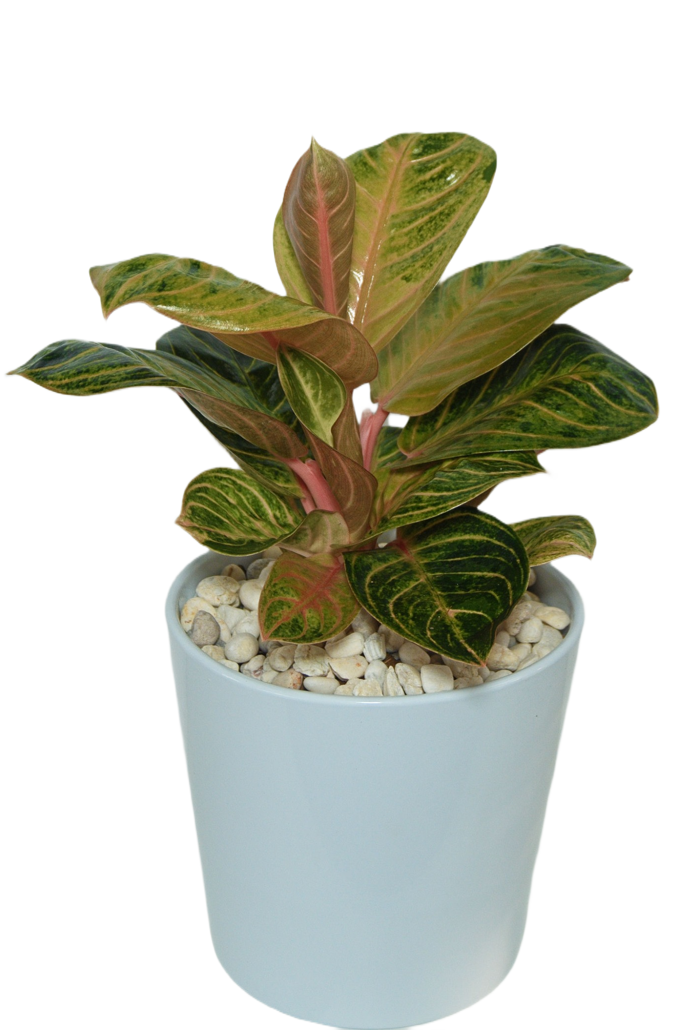 Aglaonema 'Siam compact'