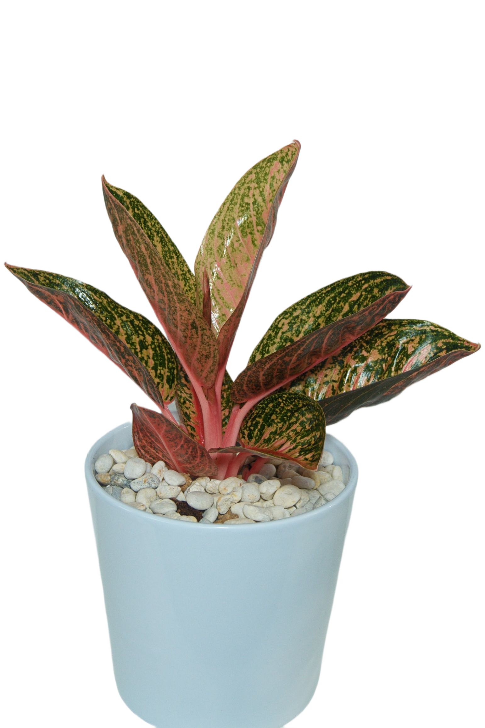 Aglaonema 'Vituri'