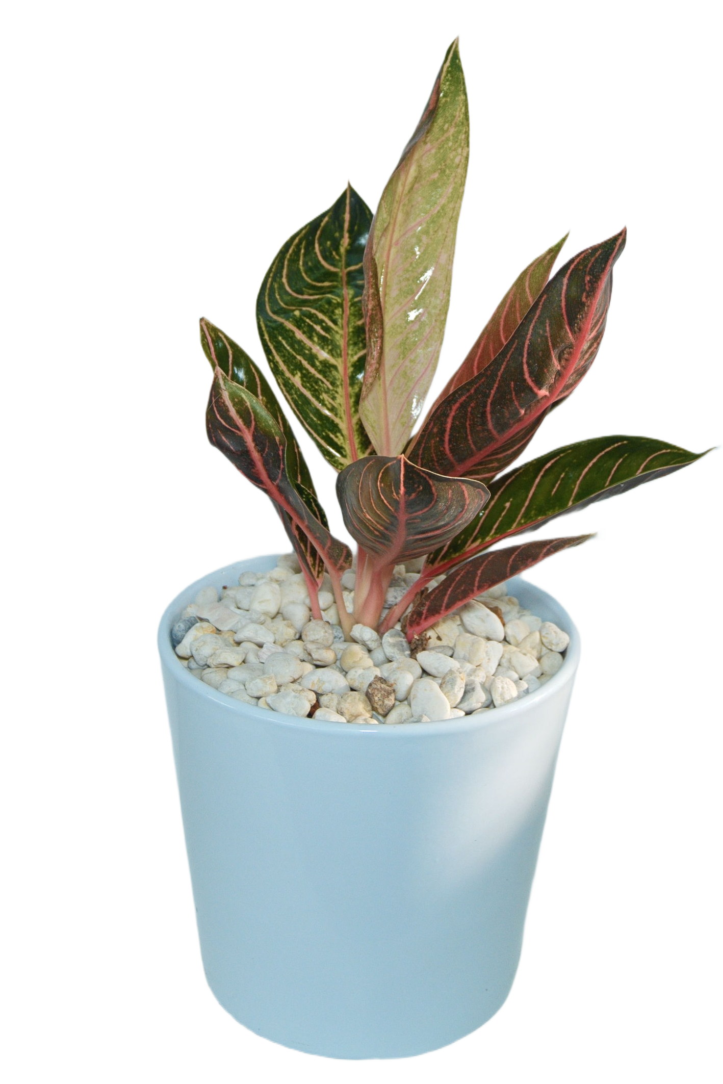 Aglaonema 'Thubtim siam'