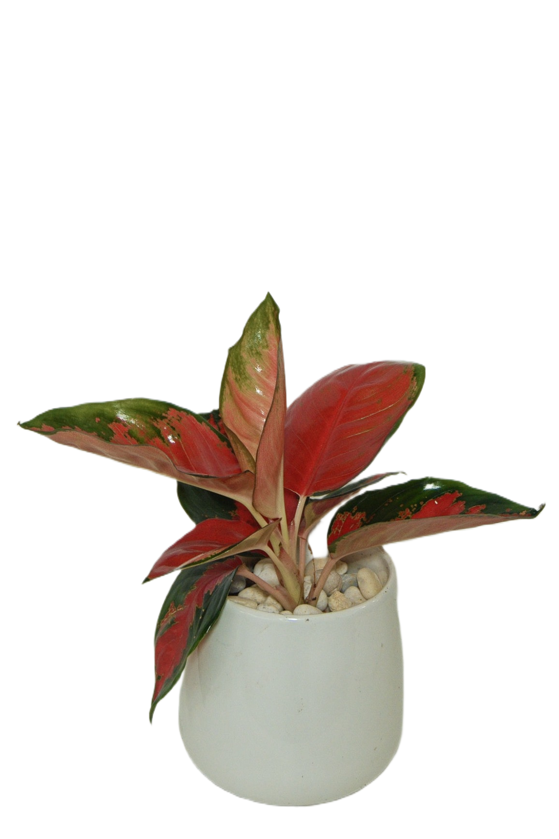 Aglaonema 'Suksom Jaipong'