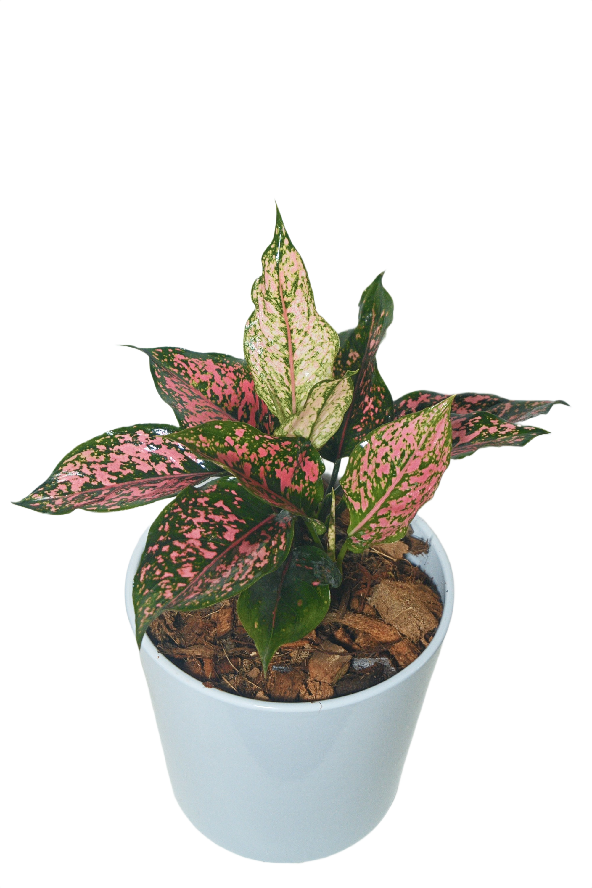 Aglaonema 'Khamkoon Pink'