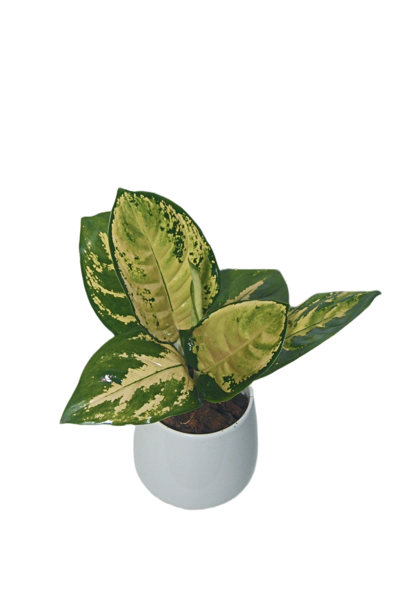 Aglaonema 'Suksom white'