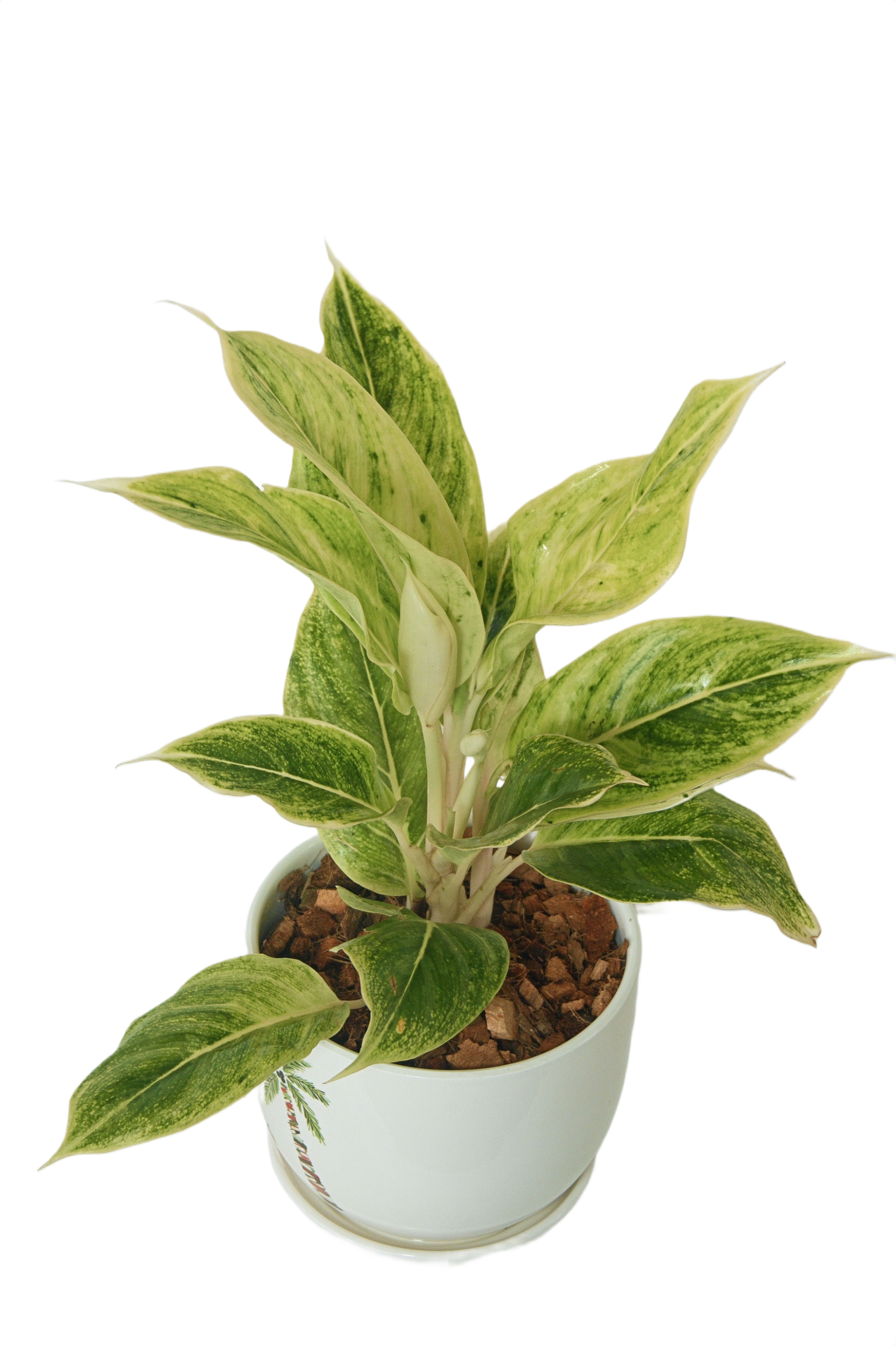 Aglaonema 'Lipstic white'