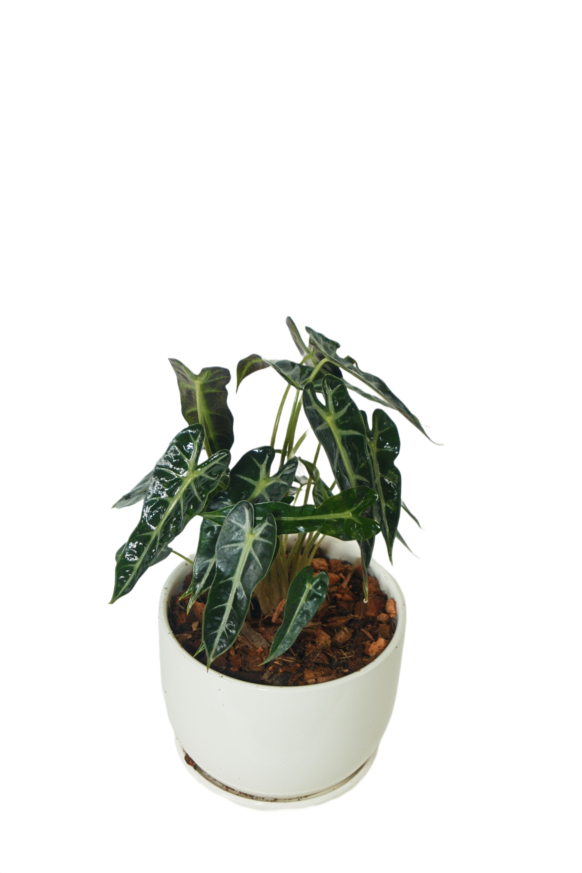 Alocasia amazonica
