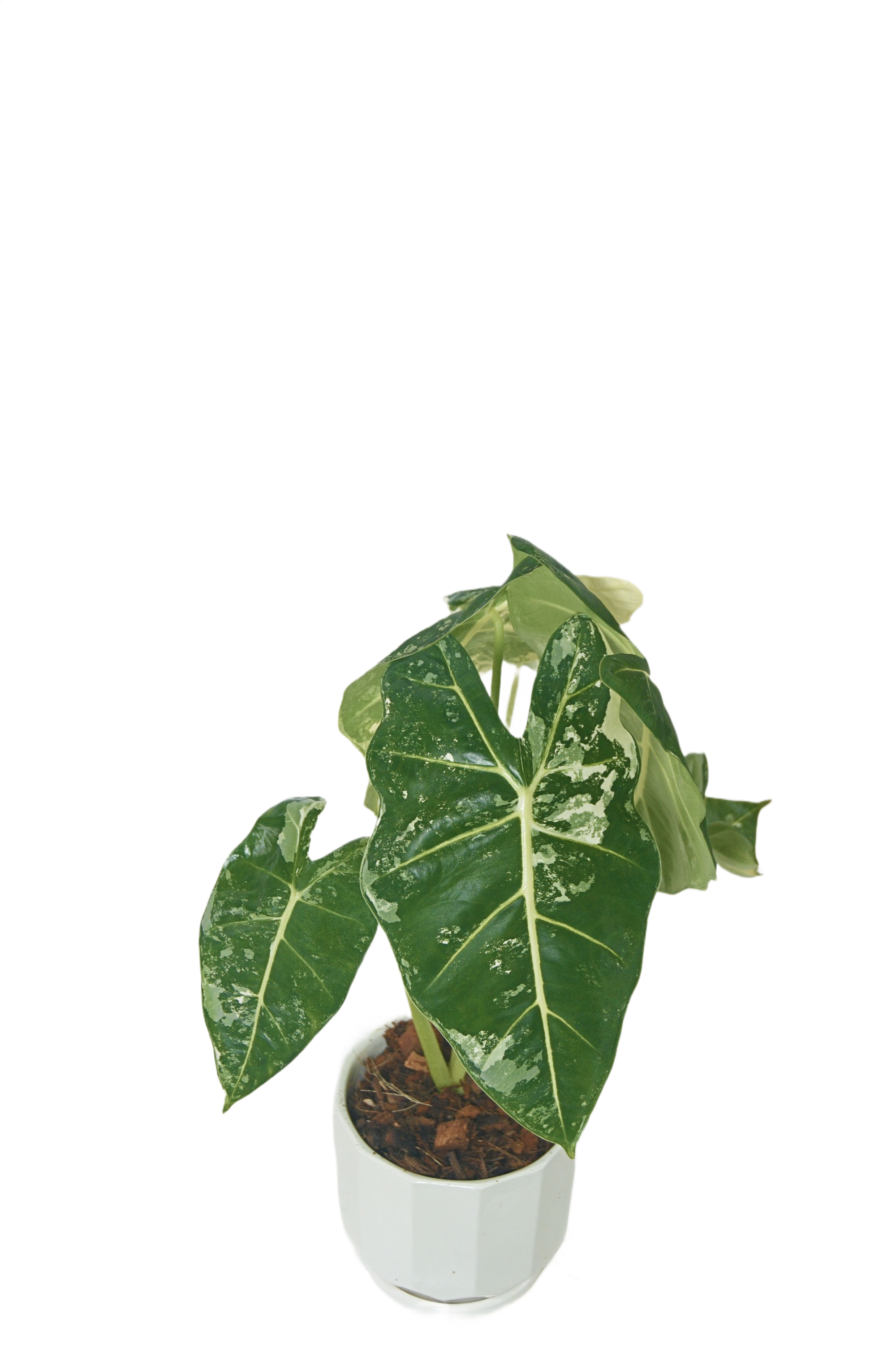 Alocasia amazonica 'Variegata'
