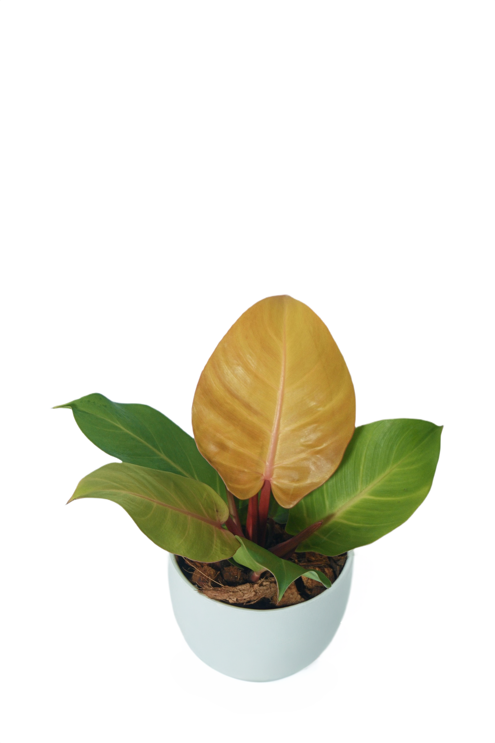 Philodendron 'Prince of Orange'