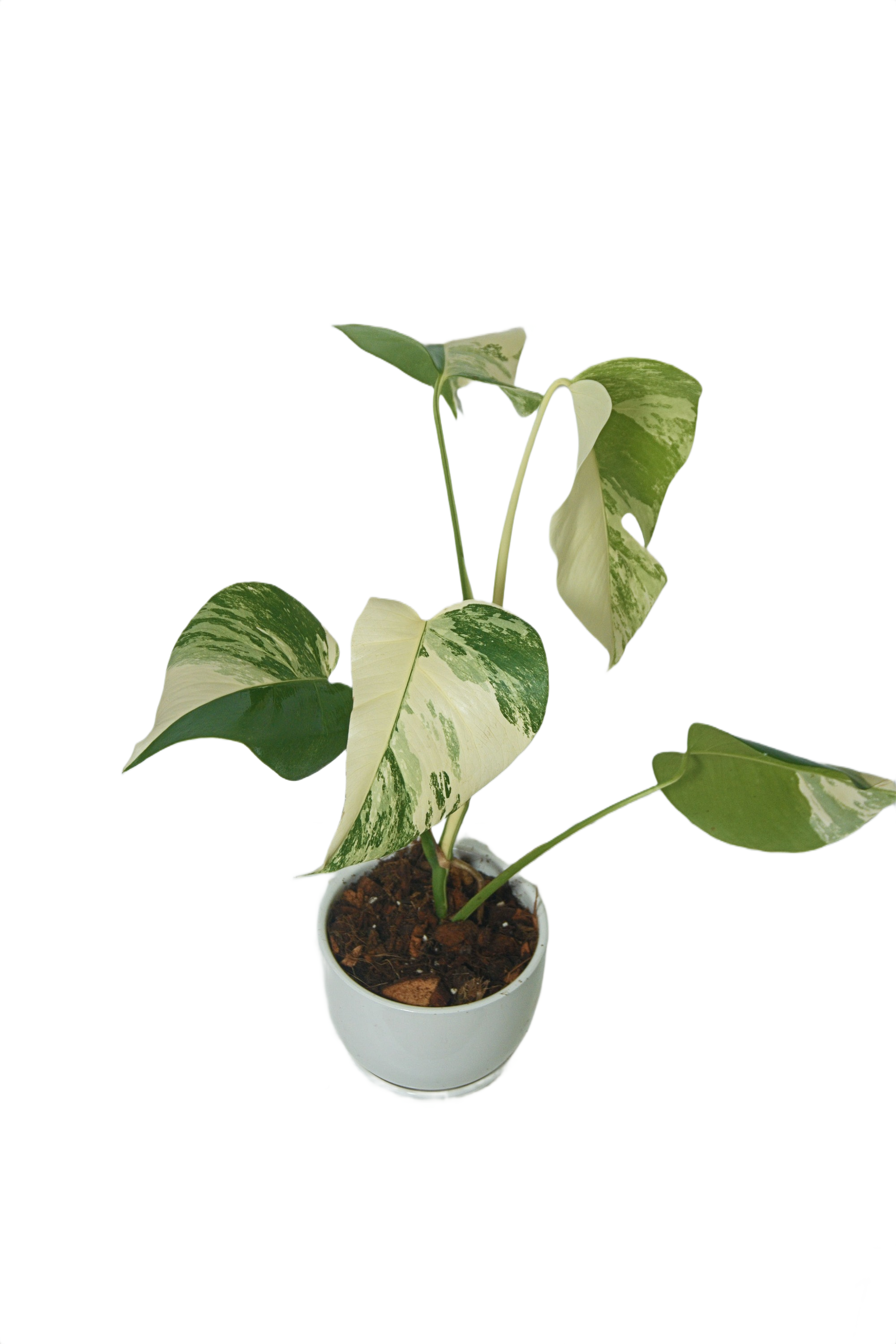 Monstera deliciosa 'Albo Borsigiana'