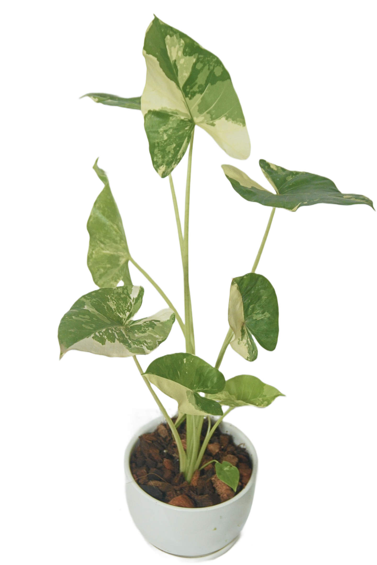 Alocasia macrorrhizos 'Variegata'